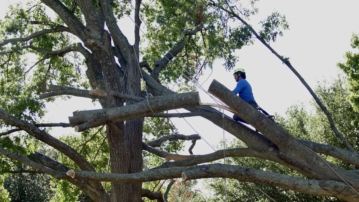 Professional Crown Thinning performed by certified arborists in Burnsville