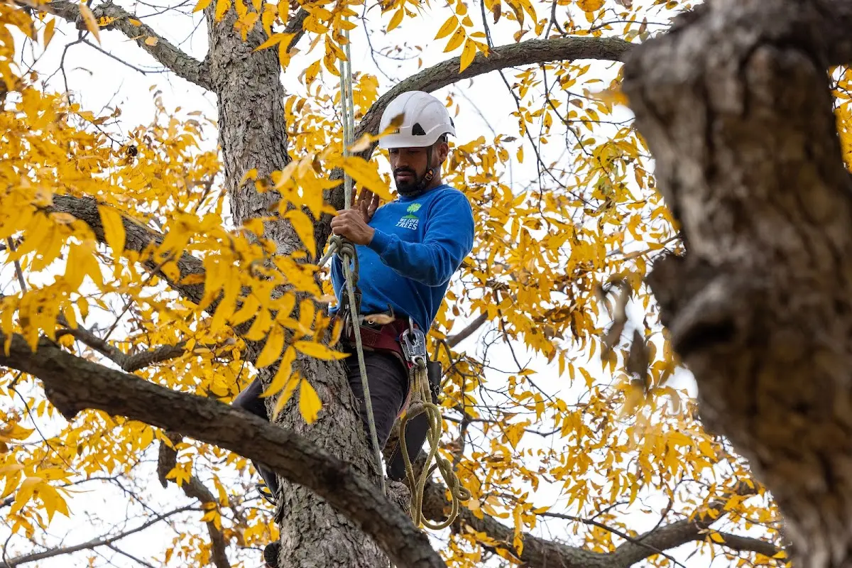 Skilled Tree Trimming crew working in Burnsville